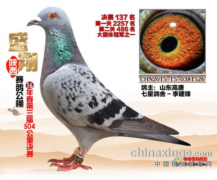 盛鴿最新,盛鴿最新，城市里的溫馨日常